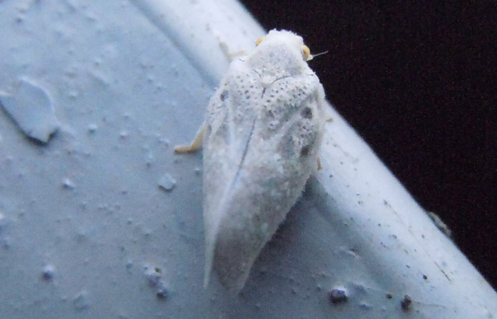 Cixiidae? No, Flatidae:  Metcalfa pruinosa.